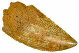 Serrated Raptor Tooth - Real Dinosaur Tooth #370283-1